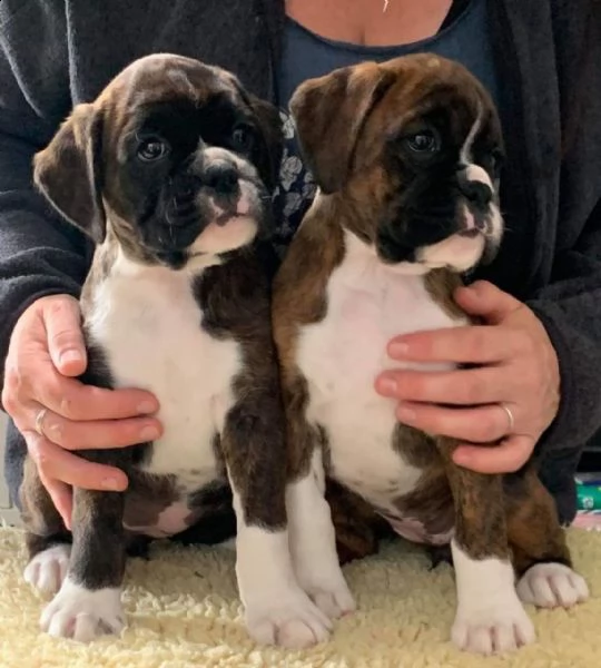 regalo cuccioli di boxer