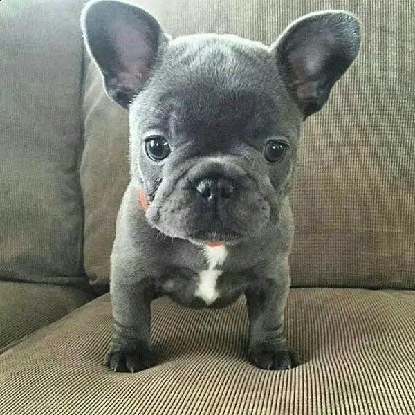 incredibili cuccioli di bulldog francese alla ricerca di una nuova casa | Foto 0