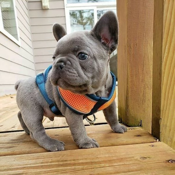 incredibili cuccioli di bulldog francese alla ricerca di una nuova casa