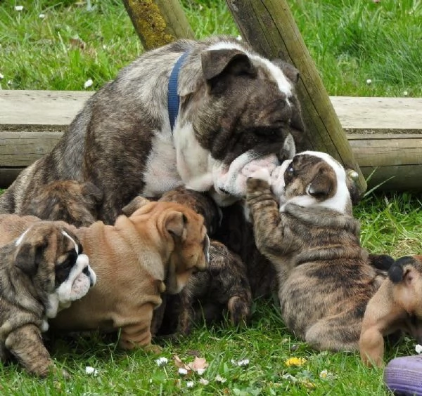 cuccioli di bulldog inglese | Foto 0