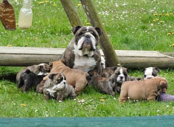 cuccioli di bulldog inglese