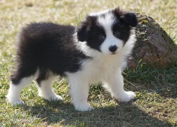 disponibili bellissimi cuccioli border collie
