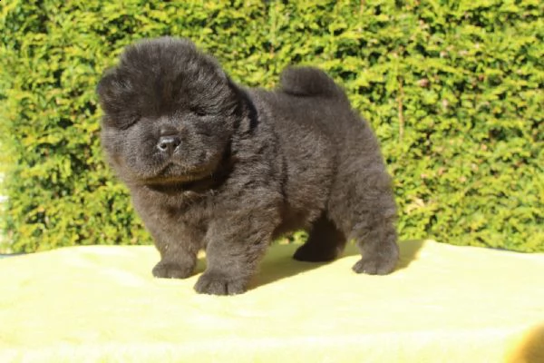chow chow cuccioli
