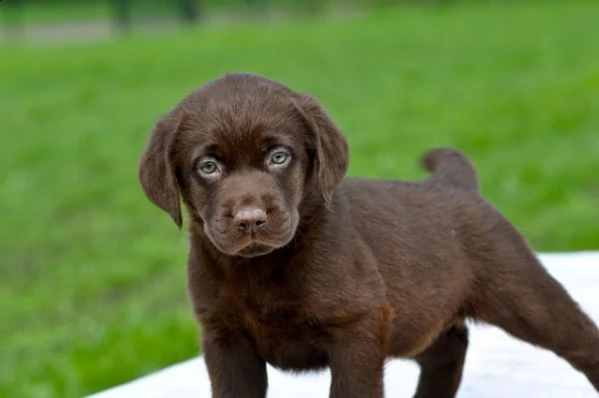 cuccioli di labrador retriever con pedigree enci