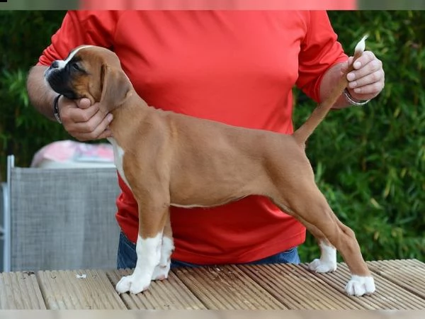 cuccioli boxer