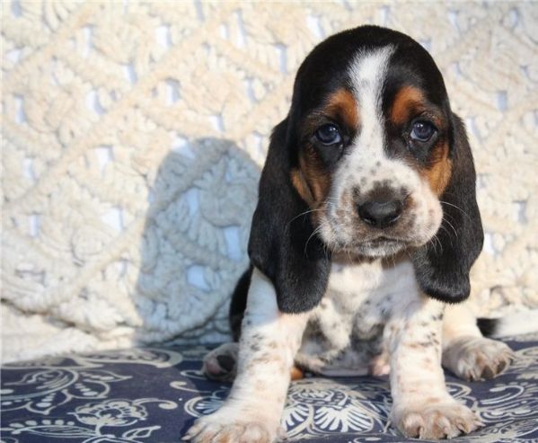 VENACOLY Collana Basset Hound In Argento 925 – Ciondolo A Forma Di Cane, Ipoallergenico, Regalo Per Amanti Dei Cani