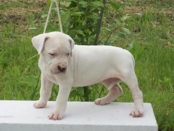  regalo adorabili cuccioli di dogo argentino femminucce e maschietti disponibili per ladozione grat