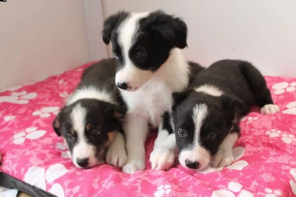 regalo adorabili cuccioli di border collie femminucce e maschietti disponibili per ladozione gratui