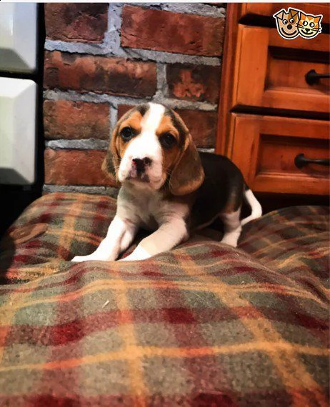 regalo beagle cuccioli  disponibili splendidi cuccioli di beagle di prestigiosa genealogia seleziona