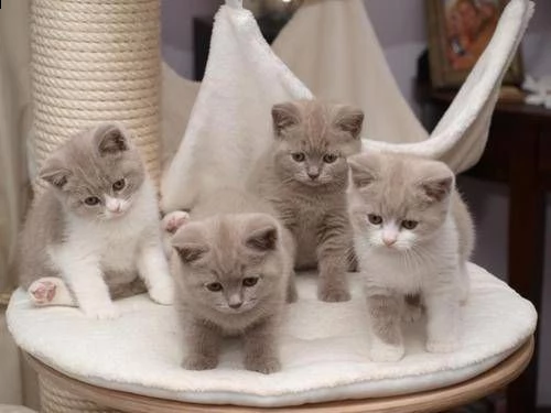  gattini british shorthair pedigree in regalo   disponibili subito bellissimi gattini british sho