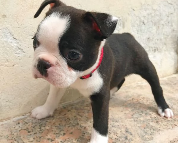 cucciolo maschio boston terrier | Foto 0