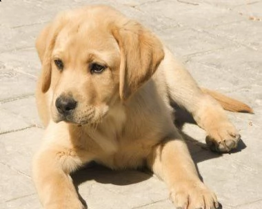 cuccioli di labrador