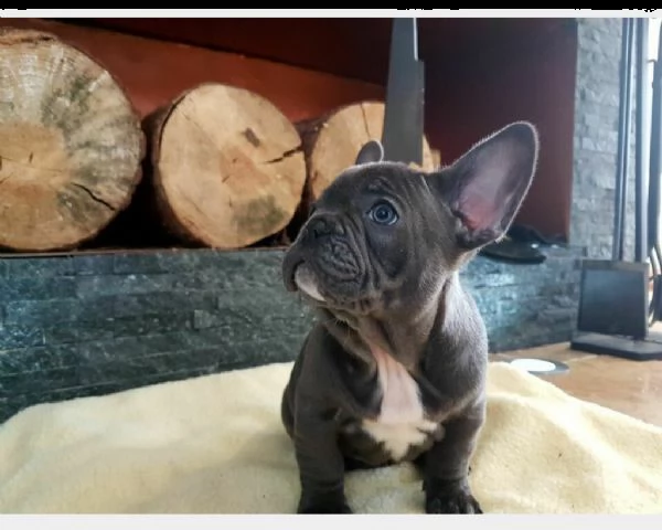 cuccioli bulldog francese total blu occhi blu | Foto 0