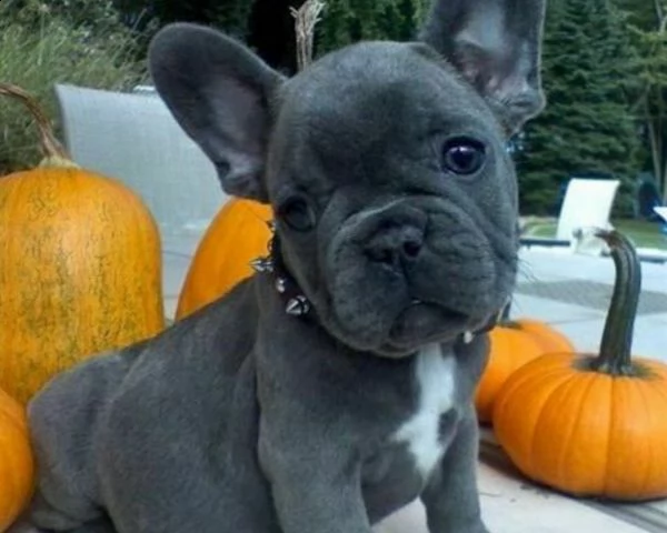 cuccioli bulldog francese total blu occhi blu