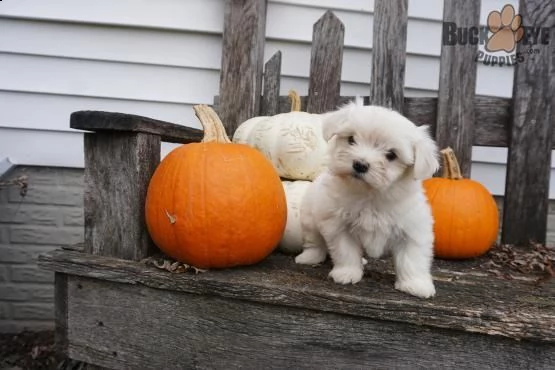 regalo maltese | Foto 0