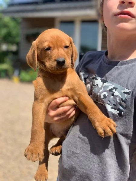 labrador retriever fox red