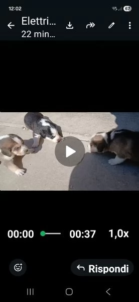 cuccioli meticci maschi