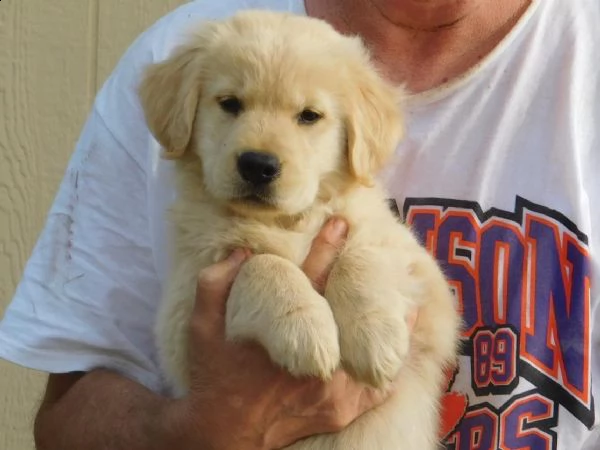 regalo golden retriever cuccioli per ladozione