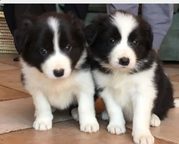 cuccioli di border collie disponibili per ladozi