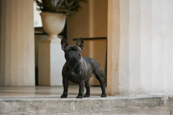 cuccioli di bouledogue francese alta genealogia | Foto 5
