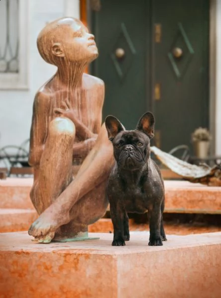 cuccioli di bouledogue francese alta genealogia | Foto 4