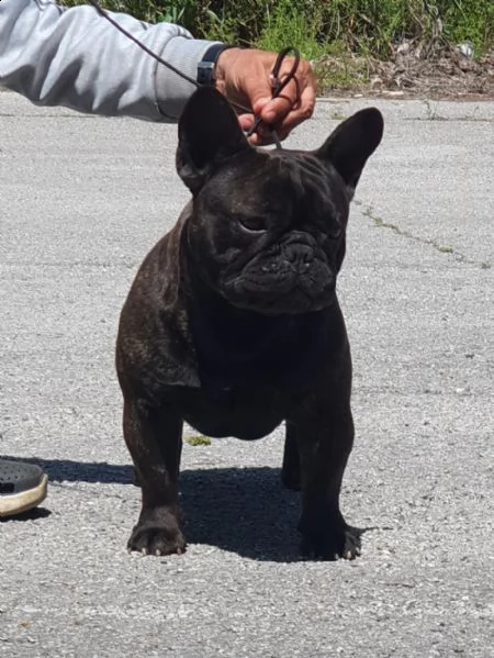 cuccioli di bouledogue francese alta genealogia | Foto 3