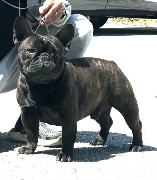 cuccioli di bouledogue francese alta genealogia | Foto 2