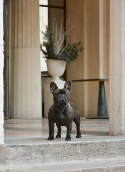 cuccioli di bouledogue francese alta genealogia