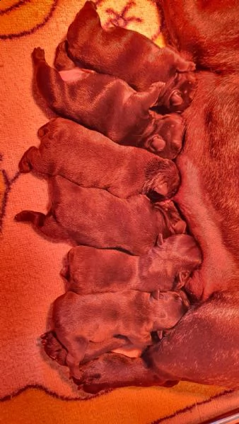 cuccioli di bouledogue francese alta genealogia | Foto 1