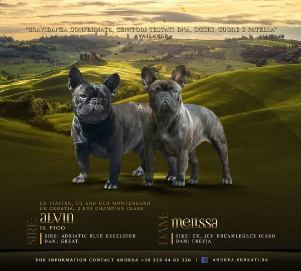 cuccioli di bouledogue francese alta genealogia | Foto 0