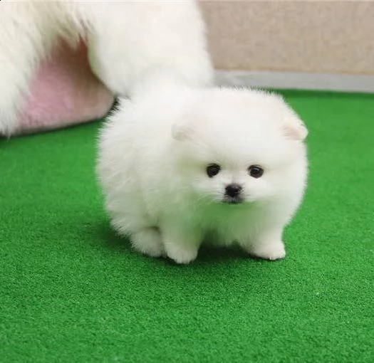 miniature volpino pomerania