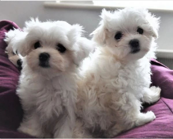 allevamento maltesi cuccioli disponibili