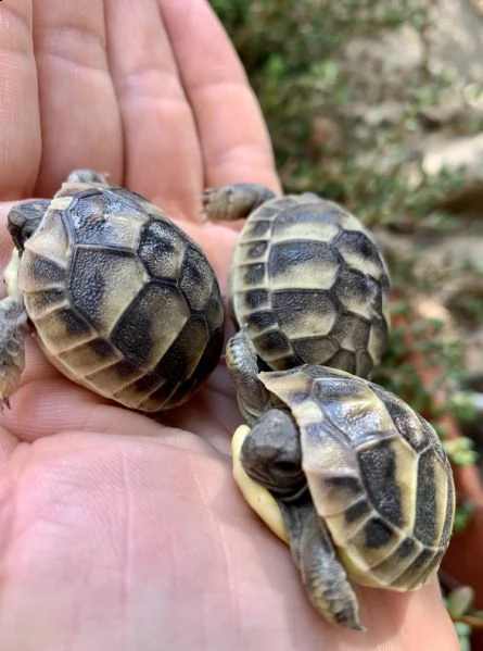 cedo baby testudo hermanni (tartaruga di terra comune) | Foto 6