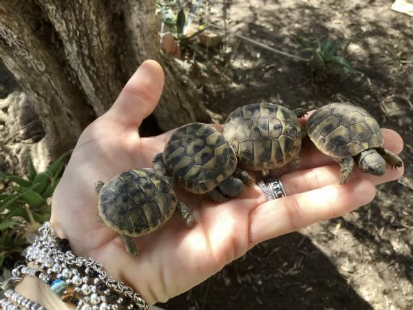 cedo baby testudo hermanni (tartaruga di terra comune) | Foto 5