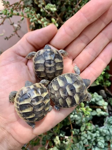 cedo baby testudo hermanni (tartaruga di terra comune)