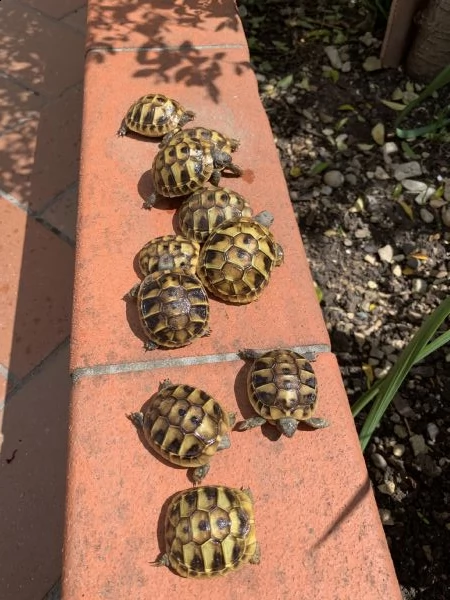 cedo baby testudo hermanni (tartaruga di terra comune) | Foto 4