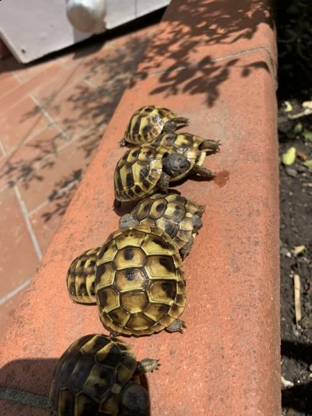 cedo baby testudo hermanni (tartaruga di terra comune) | Foto 3