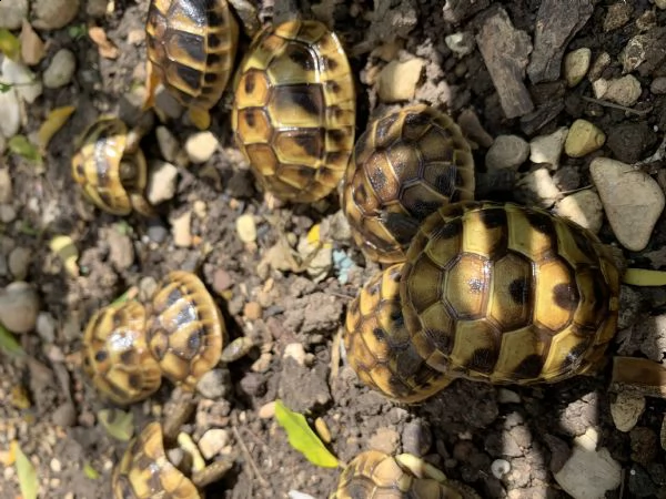 cedo baby testudo hermanni (tartaruga di terra comune) | Foto 2