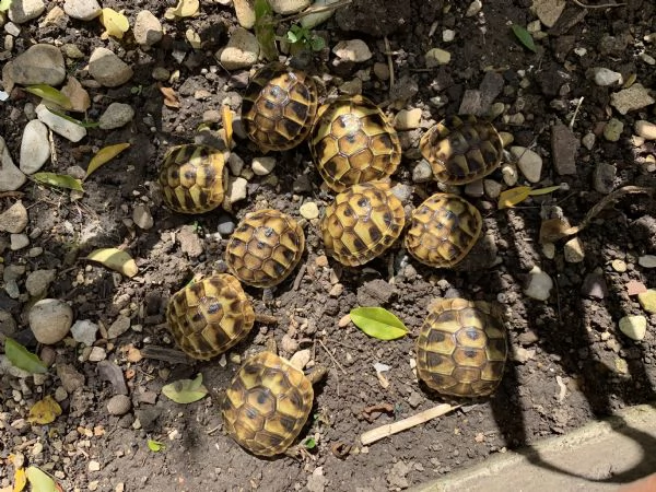 cedo baby testudo hermanni (tartaruga di terra comune) | Foto 1