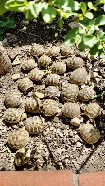 cedo baby testudo hermanni (tartaruga di terra comune) | Foto 0