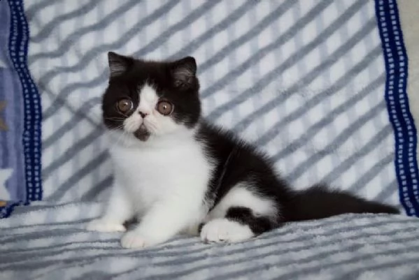 disponibili meravigliosi cuccioli di exotic shorthair | Foto 1