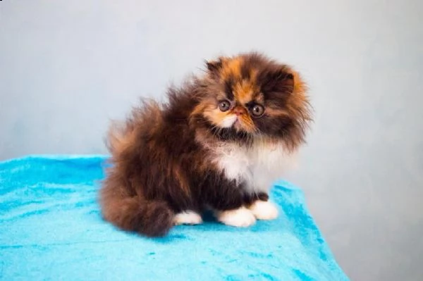 disponibili meravigliosi cuccioli di exotic shorthair | Foto 0