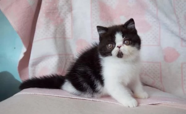 cuccioli  exotic shorthair | Foto 0