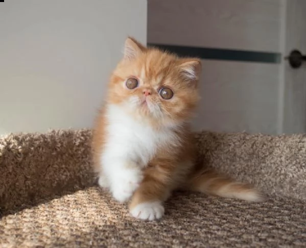 cuccioli  exotic shorthair