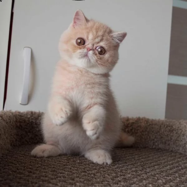 gattini di exotic shorthair | Foto 1