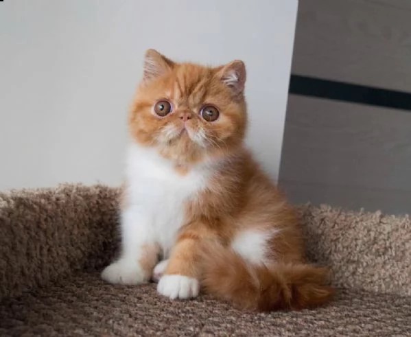 gattini di exotic shorthair | Foto 0