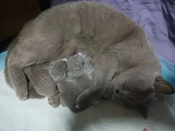 Cuccioli british shortair  | Foto 4