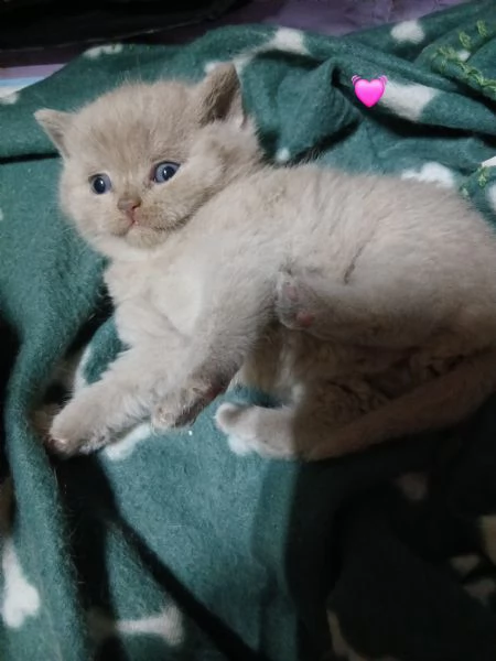 Cuccioli british shortair  | Foto 3