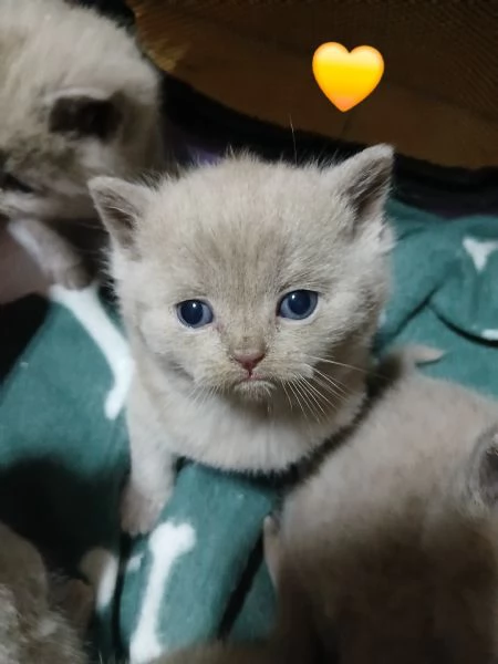 Cuccioli british shortair  | Foto 2