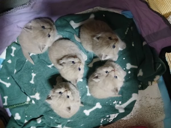 Cuccioli british shortair  | Foto 0